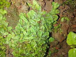 Attēlu rezultāti vaicājumam “Scapania nemorea”