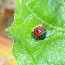 Attēlu rezultāti vaicājumam “Zicrona caerulea nymph”