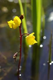 Attēlu rezultāti vaicājumam “Utricularia vulgaris”