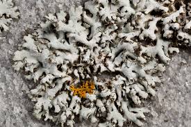 Attēlu rezultāti vaicājumam “Physcia adscendens”