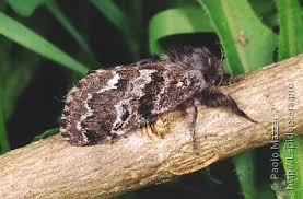 Attēlu rezultāti vaicājumam “Gynaephora selenitica larva”