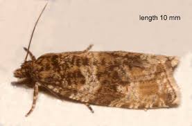 Attēlu rezultāti vaicājumam “Orthotaenia undulana”