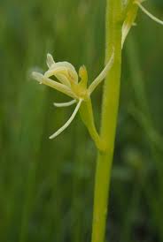 Attēlu rezultāti vaicājumam “Liparis loeselii bud”