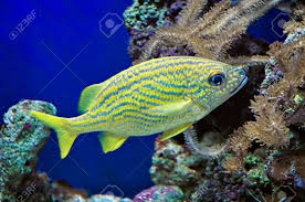 Image result for Haemulon flavolineatum