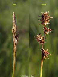 Attēlu rezultāti vaicājumam “Carex hirta female flower”