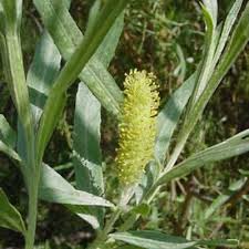Attēlu rezultāti vaicājumam “Salix x doniana flower”