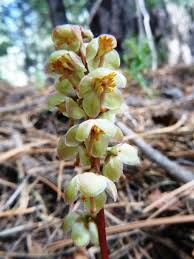 Attēlu rezultāti vaicājumam “Pyrolaceae”