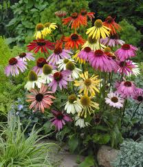 Image result for Sonnenhut