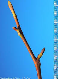 Attēlu rezultāti vaicājumam “Liriodendron tulipifera bud”