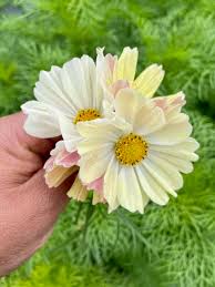 Image result for Cosmos bipinnatus