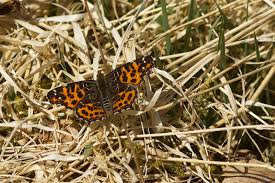 Attēlu rezultāti vaicājumam “Araschnia levana”