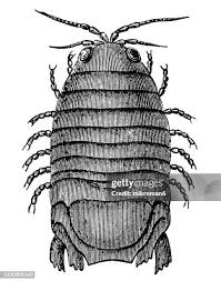 Attēlu rezultāti vaicājumam “Saduria entomon”