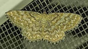 Attēlu rezultāti vaicājumam “Scopula immorata”