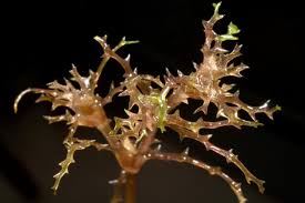 Attēlu rezultāti vaicājumam “Najas tenuissima”