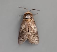 Attēlu rezultāti vaicājumam “Cossus cossus”