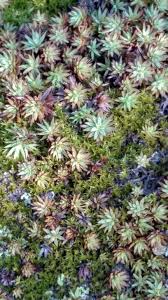 Attēlu rezultāti vaicājumam “Pogonatum dentatum”