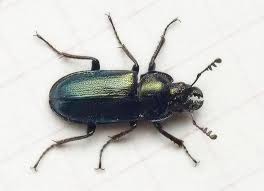 Attēlu rezultāti vaicājumam “Platycerus caraboides”