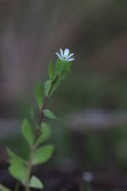 Attēlu rezultāti vaicājumam “Stellaria uliginosa”