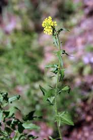Attēlu rezultāti vaicājumam “Sisymbrium loeselii”