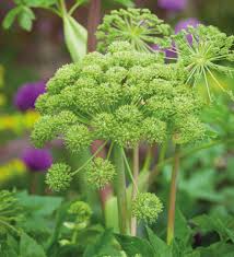 Image result for Angelica archangelica