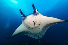 Image result for Mobula alfredi