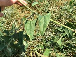 Attēlu rezultāti vaicājumam “Atriplex calotheca leaf”