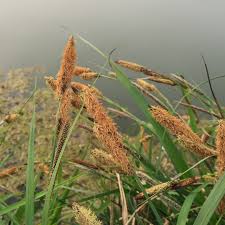 Attēlu rezultāti vaicājumam “Carex acutiformis”