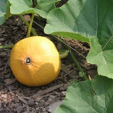 Image result for Kürbis