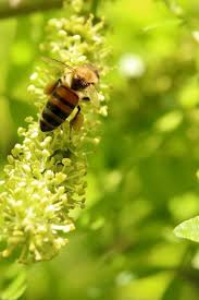 Attēlu rezultāti vaicājumam “Gleditsia triacanthos flower”