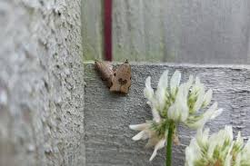 Attēlu rezultāti vaicājumam “Lozotaenia forsterana”