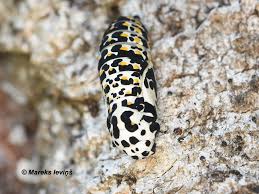 Attēlu rezultāti vaicājumam “Euphydryas maturna pupa”