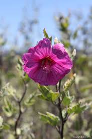Image result for Lavatera thuringiaca