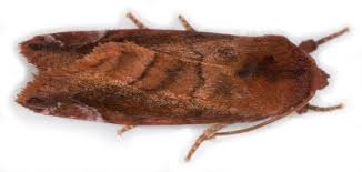 Attēlu rezultāti vaicājumam “Cosmia pyralina”