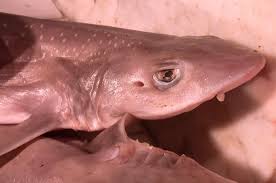 Image result for Mustelus asterias