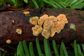 Attēlu rezultāti vaicājumam “Aleurodiscus amorphus”