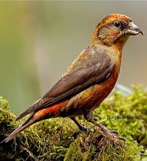 Attēlu rezultāti vaicājumam “Loxia pytyopsittacus male”