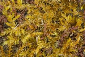 Attēlu rezultāti vaicājumam “Platygyrium repens”