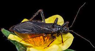 Attēlu rezultāti vaicājumam “Rhabdomiris striatellus imago”