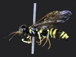 Attēlu rezultāti vaicājumam “Atylotus sp.”