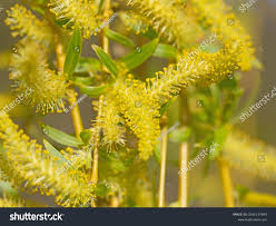 Attēlu rezultāti vaicājumam “Salix triandra male flower”
