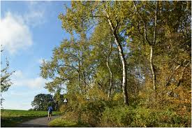 Attēlu rezultāti vaicājumam “Populus tremula”