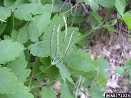 Image result for Chelidonium majus
