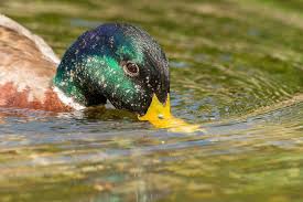 Attēlu rezultāti vaicājumam “Anas platyrhynchos”