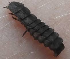 Attēlu rezultāti vaicājumam “Phosphaenus hemipterus male”