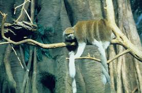 Attēlu rezultāti vaicājumam “Cinclidotus danubicus”