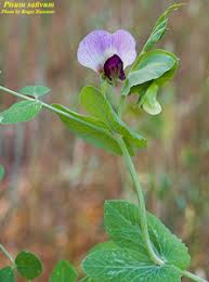 Attēlu rezultāti vaicājumam “Pisum sativum flower”