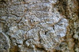 Attēlu rezultāti vaicājumam “Thelotrema lepadinum”