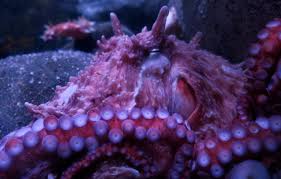 Image result for Enteroctopus dofleini
