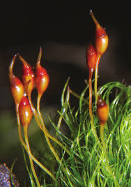 Attēlu rezultāti vaicājumam “Dicranella crispa”