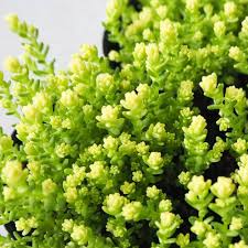 Attēlu rezultāti vaicājumam “Sedum acre leaf”